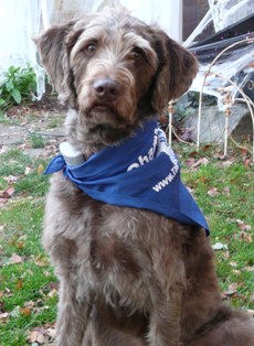 Bogie gets out the vote for Barack Obama.
